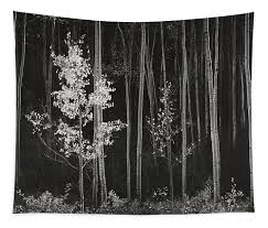 Image result for Ansel Adams Aspens New Mexico
