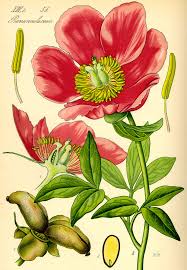 Attēlu rezultāti vaicājumam “Paeoniaceae”