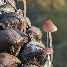 Attēlu rezultāti vaicājumam “Mycena purpureofusca”