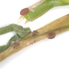 Attēlu rezultāti vaicājumam “Typhula setipes”