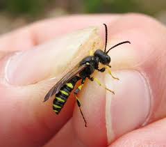 Attēlu rezultāti vaicājumam “Cerceris arenaria”