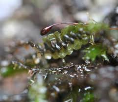 Attēlu rezultāti vaicājumam “Platyhypnidium riparioides”