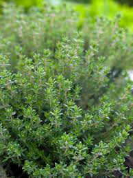 Image result for Thymian