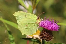Attēlu rezultāti vaicājumam “Gonepteryx rhamni male”