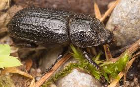 Attēlu rezultāti vaicājumam “Sinodendron cylindricum female”