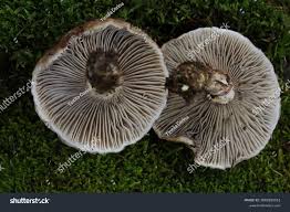 Attēlu rezultāti vaicājumam “Gomphidius glutinosus”