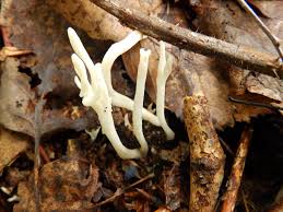 Attēlu rezultāti vaicājumam “Clavaria sphagnicola”