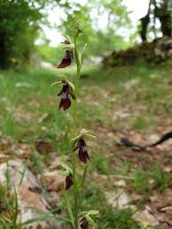 Attēlu rezultāti vaicājumam “Ophrys insectifera leaf”