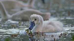 Attēlu rezultāti vaicājumam “Cygnus cygnus juvenile”