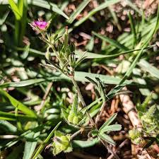 Attēlu rezultāti vaicājumam “Geranium dissectum leaf”