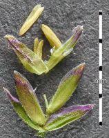 Attēlu rezultāti vaicājumam “Poa compressa”