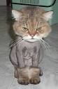 ugly cats
