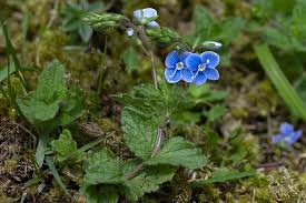 Image result for Veronica chamaedrys