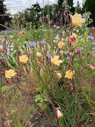 Image result for Oenothera odorata