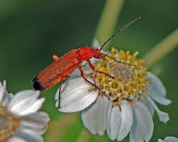 Attēlu rezultāti vaicājumam “Rhagonycha fulva”