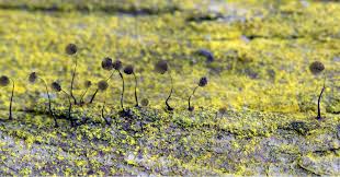 Attēlu rezultāti vaicājumam “Chaenotheca furfuracea”