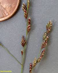 Attēlu rezultāti vaicājumam “Glyceria striata leaf”