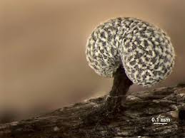 Attēlu rezultāti vaicājumam “Physarum notabile”