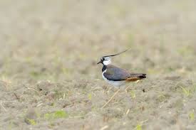 Attēlu rezultāti vaicājumam “Vanellus vanellus”