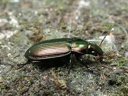 Attēlu rezultāti vaicājumam “Poecilus cupreus”