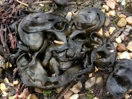 Attēlu rezultāti vaicājumam “Nostoc commune”