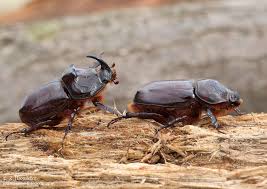 Attēlu rezultāti vaicājumam “Oryctes nasicornis male”