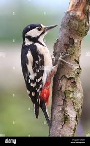 Attēlu rezultāti vaicājumam “Dendrocopos major”