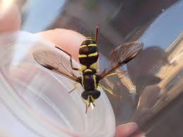 Attēlu rezultāti vaicājumam “Xanthogramma sp. male”