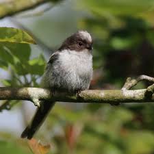 Attēlu rezultāti vaicājumam “Aegithalos caudatus adult”