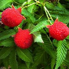 Attēlu rezultāti vaicājumam “Rubus illecebrosus fruit”