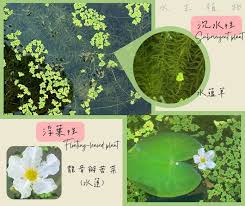 「水蘊草」的圖片搜尋結果