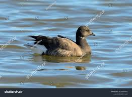 Attēlu rezultāti vaicājumam “Branta bernicla adult”