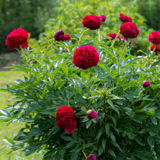 Image result for Pfingstrose