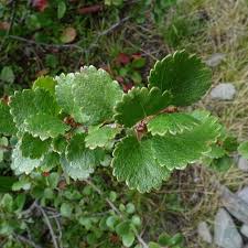 Attēlu rezultāti vaicājumam “Betula nana leaf”