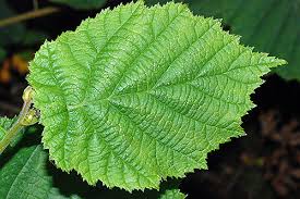 Attēlu rezultāti vaicājumam “Corylus avellana leaf”