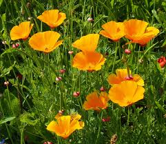 Image result for Mohn