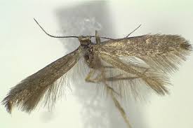 Attēlu rezultāti vaicājumam “Tischeriidae”