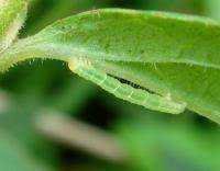 Attēlu rezultāti vaicājumam “Anticollix sparsata”