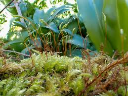 Attēlu rezultāti vaicājumam “Plagiothecium nemorale”