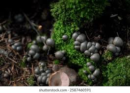 Attēlu rezultāti vaicājumam “Lignydium muscorum young”