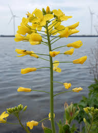 Attēlu rezultāti vaicājumam “Brassica napus flower”