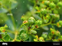 Attēlu rezultāti vaicājumam “Euphorbia palustris fruit”