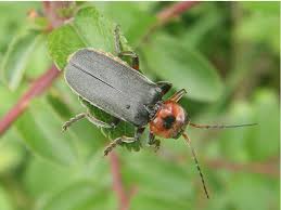 Attēlu rezultāti vaicājumam “Cantharis rustica”