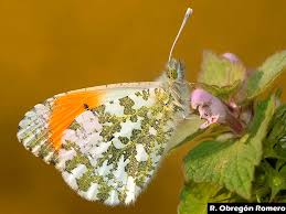 Attēlu rezultāti vaicājumam “Anthocharis cardamines”