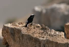 Image result for Oenanthe leucopyga