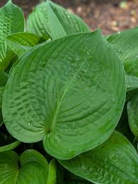 Attēlu rezultāti vaicājumam “Hosta sp. leaf”