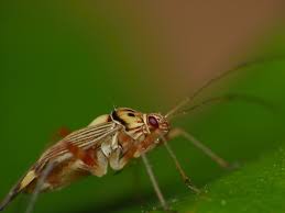 Attēlu rezultāti vaicājumam “Rhabdomiris striatellus imago”
