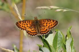 Attēlu rezultāti vaicājumam “Boloria titania underside”