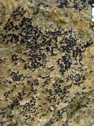 Attēlu rezultāti vaicājumam “Opegrapha rufescens”