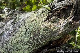 Attēlu rezultāti vaicājumam “Cladonia coniocraea”